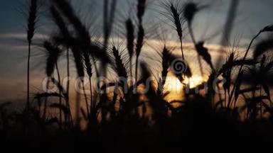 农业概念是麦田上金色的夕阳。 麦收穗慢动作视频背景天空生活方式